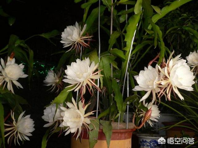 昙花具备什么个性？