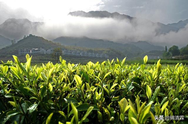 什么茶减轻肥胖程度功效最佳最快呢？