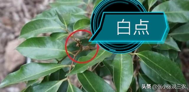 丹荔什么功夫见“白点”？怎样促花？