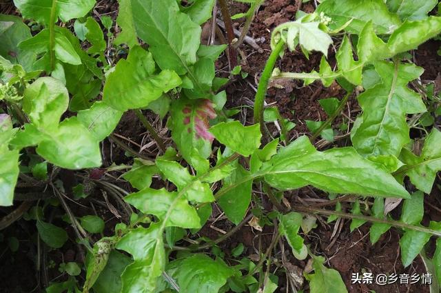 野菜黄鹌菜能范围培植吗？须要什么本领？