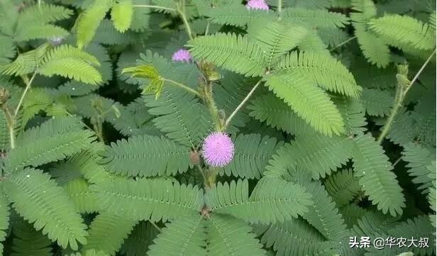 害羞草科植被与云实科植被有什么辨别？