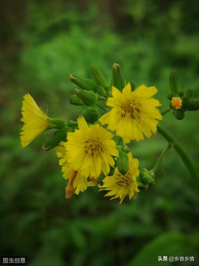 野菜黄鹌菜能范围培植吗？须要什么本领？