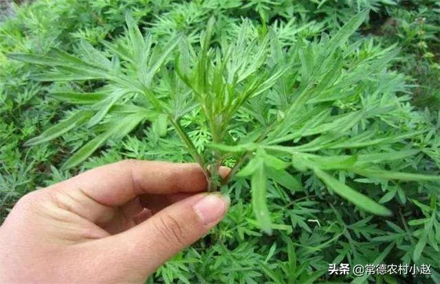 香蒿好吃，但往往与艾草和益母草分不清，它们有什么辨别？