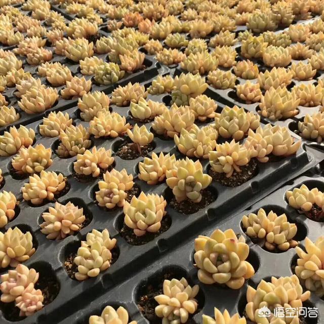 #多肉植被#是哪个多肉把你带入坑的？最佳附上美肉图噢？