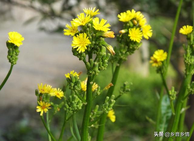 野菜黄鹌菜能范围培植吗？须要什么本领？