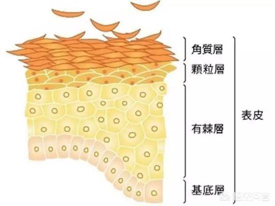 每天都做面膜对皮肤好吗？