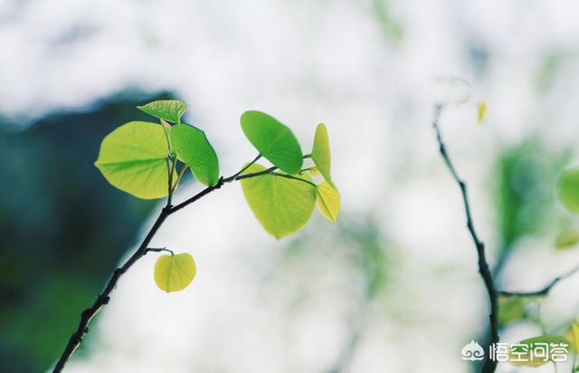 春季最有代办性的花是哪种，该当还好吗拍摄才场面？