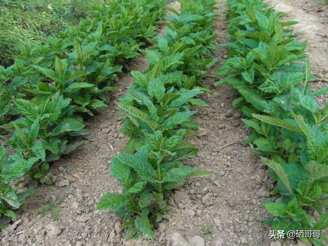 怎样培植浮图菜？