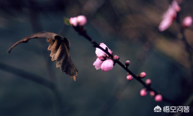 春季最有代办性的花是哪种，该当还好吗拍摄才场面？