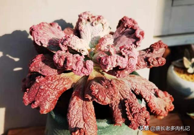 干什么此刻的人越来越爱好养多肉植被？