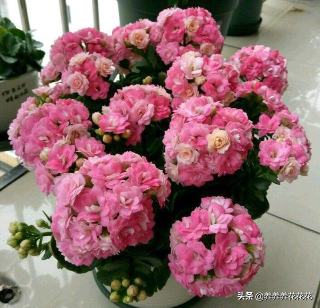 什么花易养?着花快又场面？