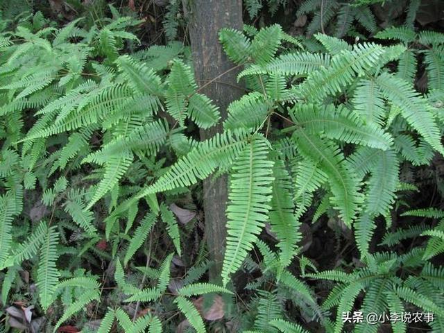 那些植被都叫什么名字？