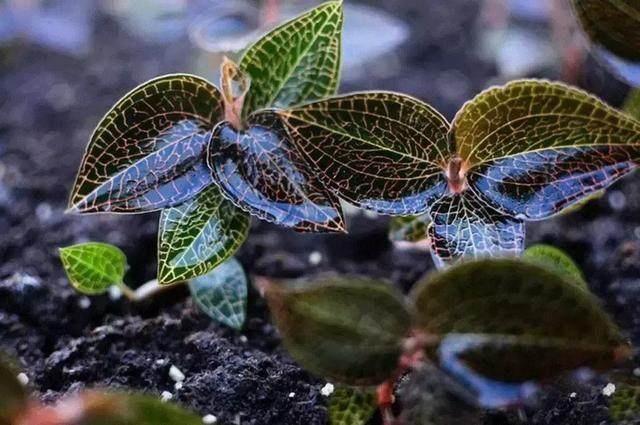 金线莲传闻是药王，它的药用价格有多大？