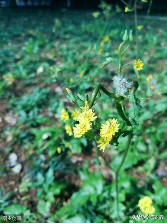 野菜黄鹌菜能范围培植吗？须要什么本领？