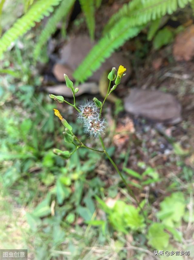 野菜黄鹌菜能范围培植吗？须要什么本领？