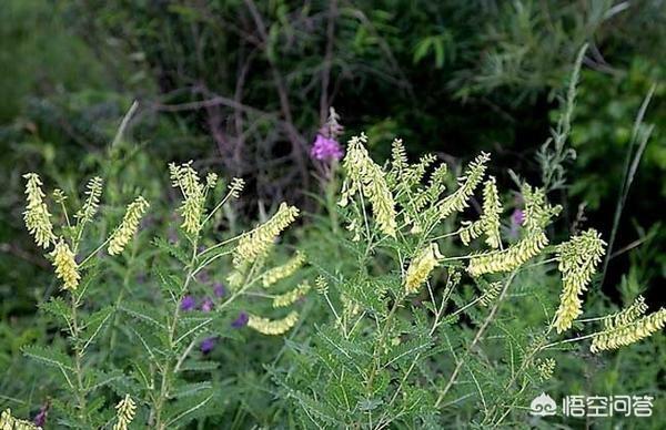 黄芪怎样培植？精细的培植本领是什么？