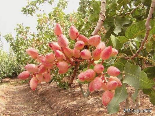 华夏的欣喜果辨别培植在哪些场合？培植情景怎样？