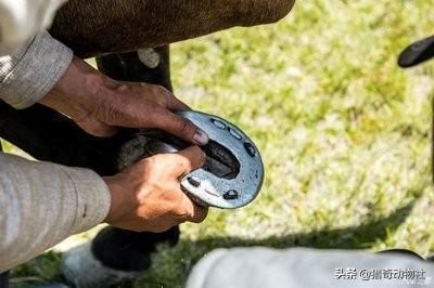 干什么要给马钉马蹄铁，水泥钉牢牢钉在马蹄上，马不疼吗？