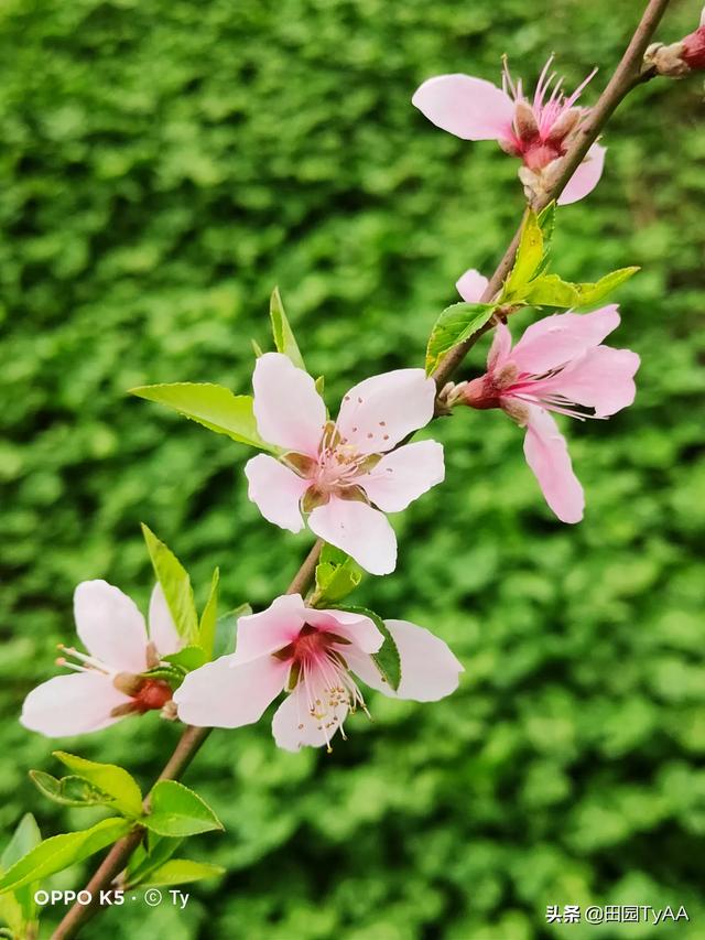 请按照阿牛的《桃朵儿朵开》的歌词，拍摄出一套拍照组图？