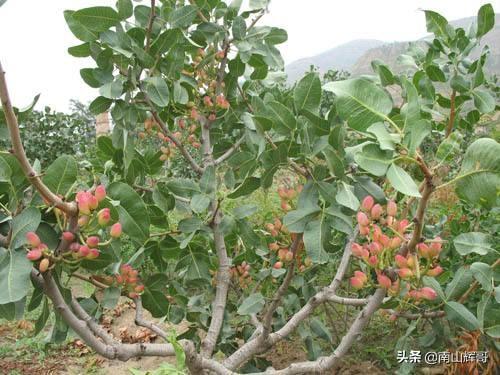 华夏的欣喜果辨别培植在哪些场合？培植情景怎样？