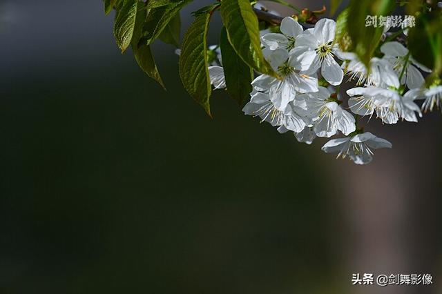 “一树梨花落夜风”的意象怎样拍摄？