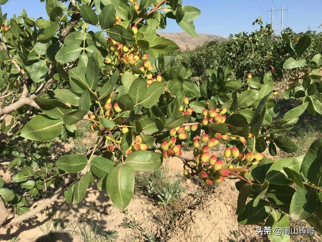 华夏的欣喜果辨别培植在哪些场合？培植情景怎样？