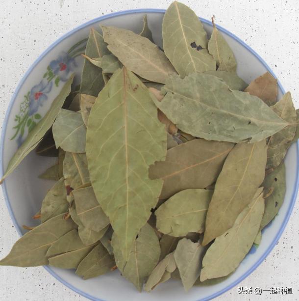 香叶是什么树的叶子？香叶树在陕西，河南能培植吗？