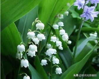 芥菜是铃铛草吗？