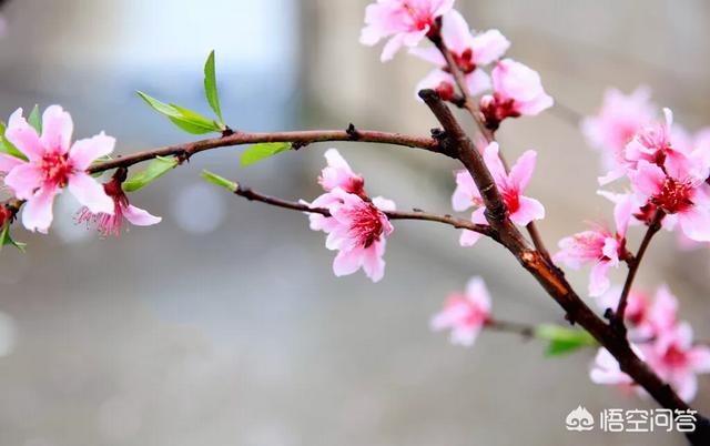 桃花还好吗拍场面？