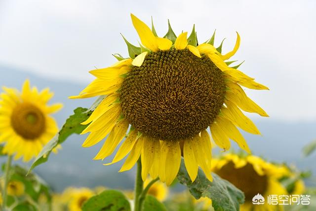 怎样拍好葵花花？