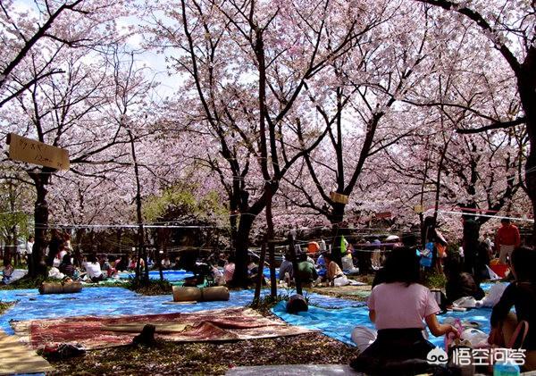 和樱花关系的场景，给你留住深沉回忆的有哪些？