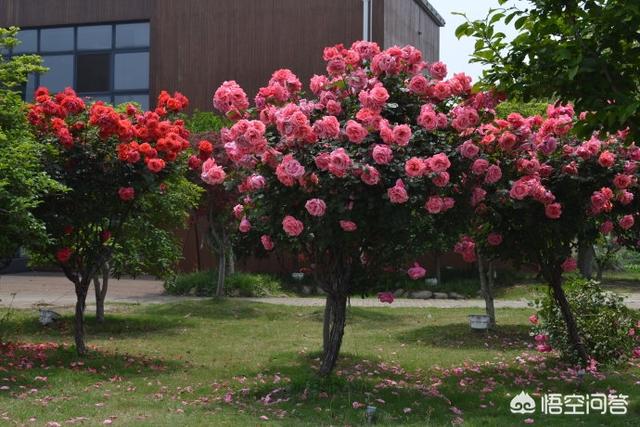 月月红什么功夫培植比拟符合呢？