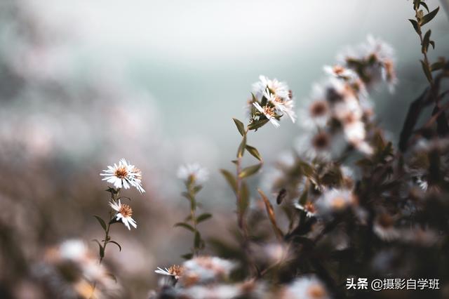 仍旧春暖花开，你拍花卉像片了吗，能不许瓜分些拍摄和修图本领？