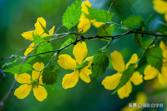 仍旧春暖花开，你拍花卉像片了吗，能不许瓜分些拍摄和修图本领？