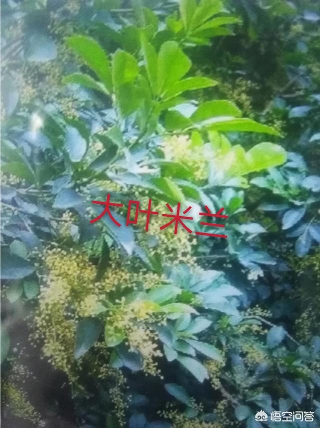 米兰花有几个种类？