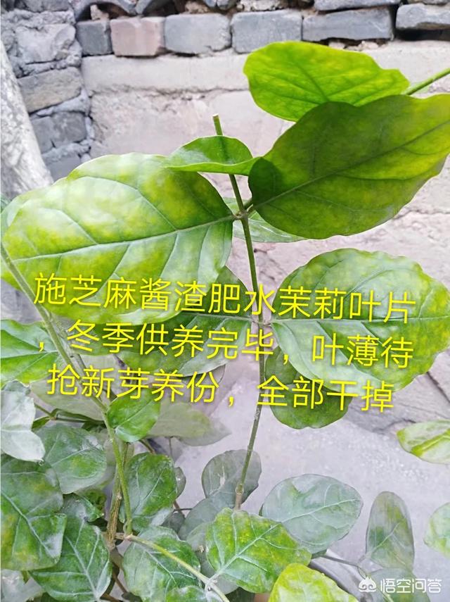 茉莉花花有什么个性，怎样举行培植处置？