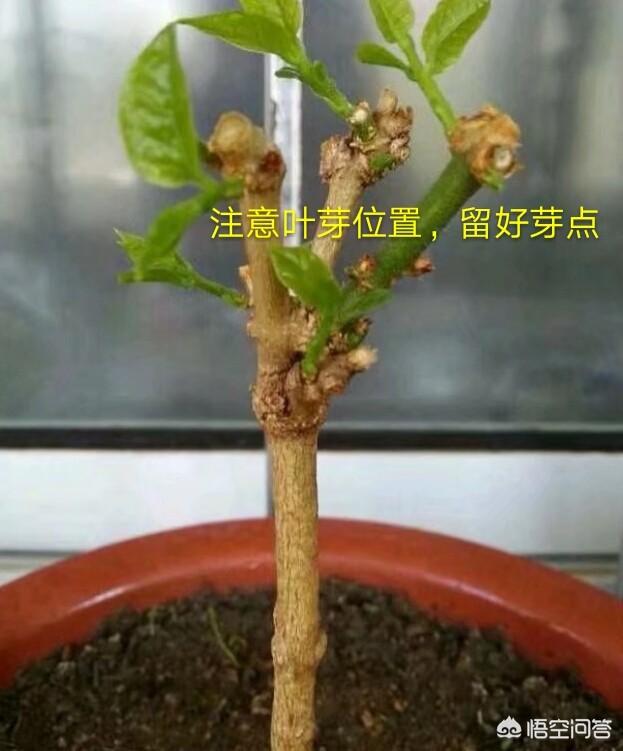 茉莉花花有什么个性，怎样举行培植处置？