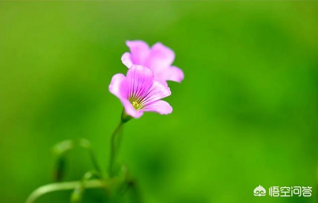 着花的三叶草拍照师咋拍？