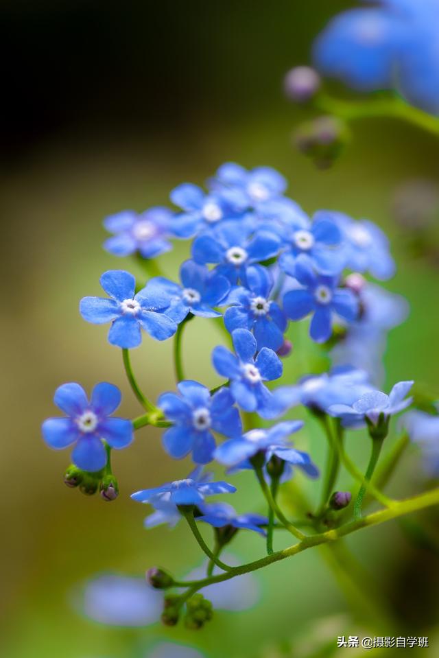 仍旧春暖花开，你拍花卉像片了吗，能不许瓜分些拍摄和修图本领？