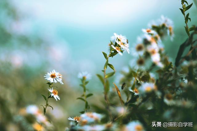 仍旧春暖花开，你拍花卉像片了吗，能不许瓜分些拍摄和修图本领？