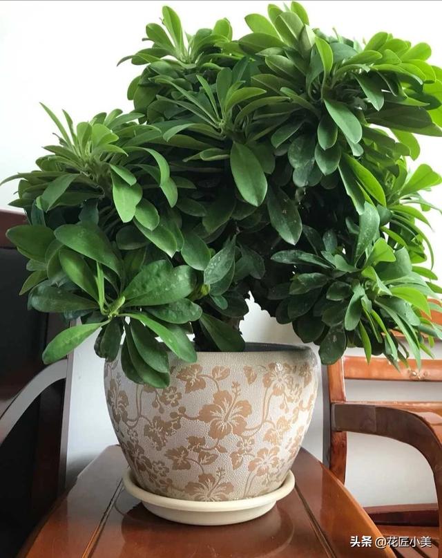 我养的麒麟植被如何没光彩？