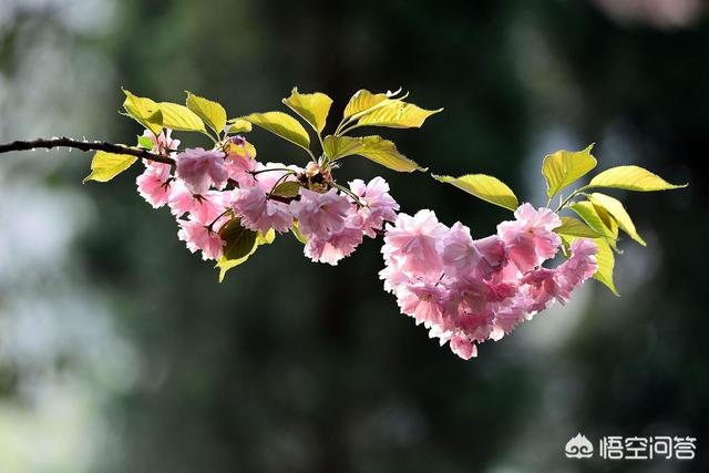 手机可以拍樱花吗？如何拍摄？