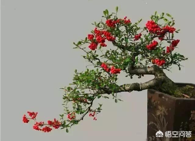 Burr Bonsai：询问老年人如何提高火线，不要丢失老板？