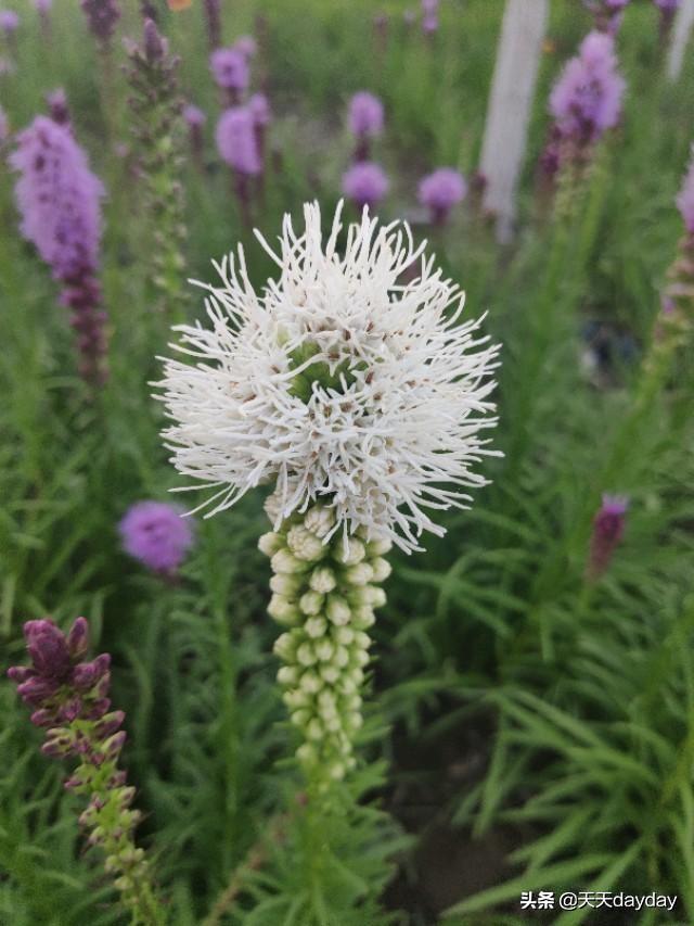 花的种类图片和花名:你能说出10种花名和她们的花语吗？