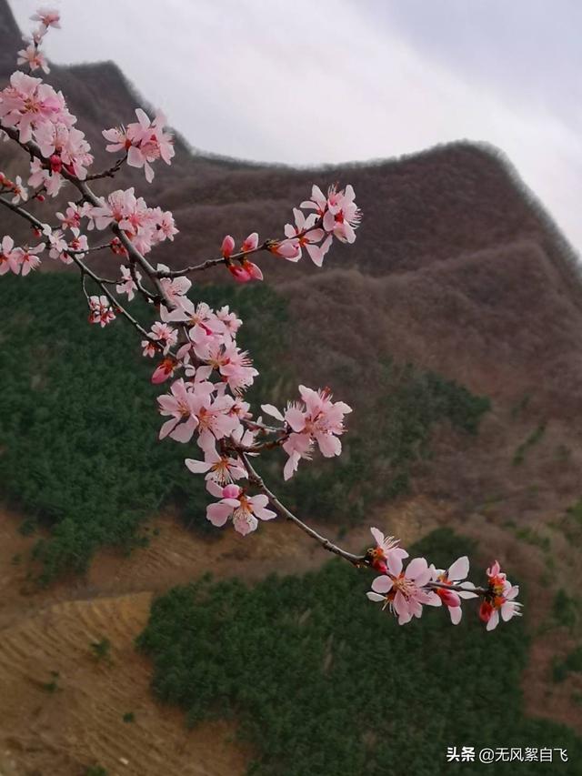 花儿图片:又到拍摄花儿的时节，怎样运用花儿的时髦来表达情绪？