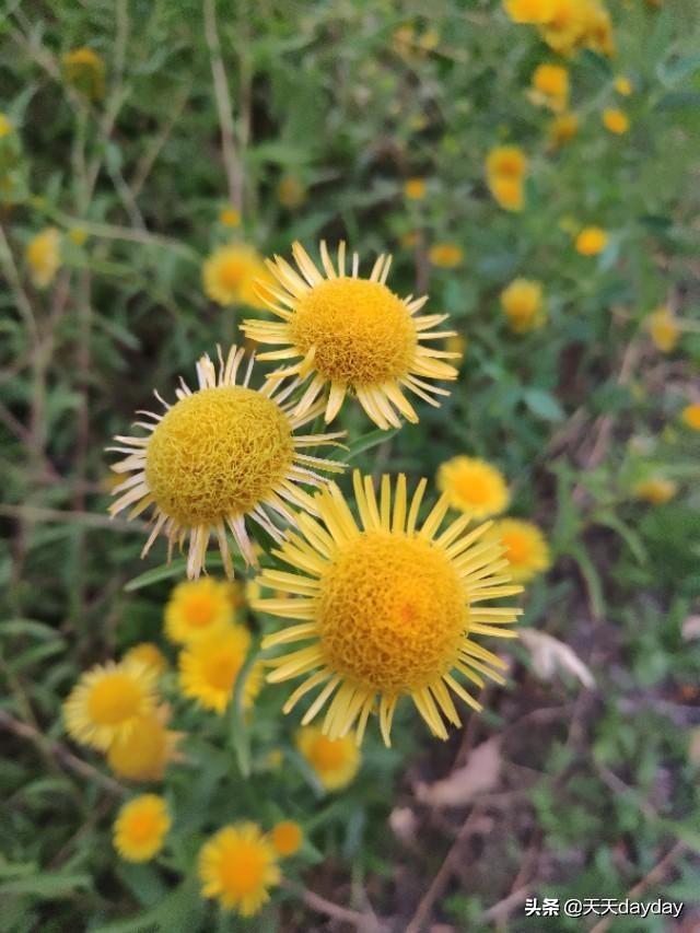 花的种类图片和花名:你能说出10种花名和她们的花语吗？