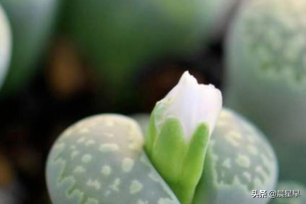 怎样培植多肉:生人怎样培植多肉？