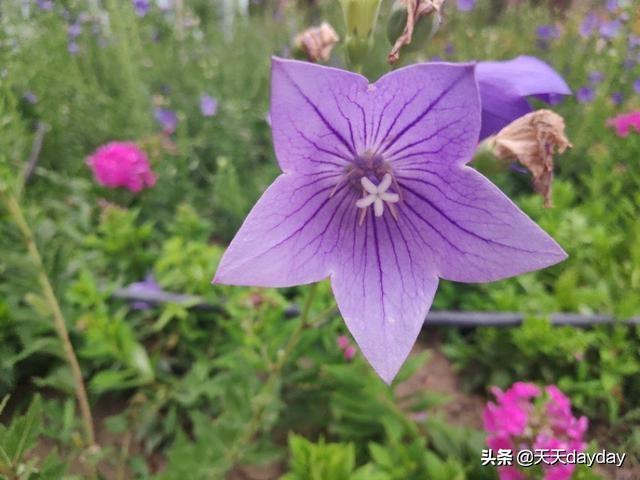 花的种类图片和花名:你能说出10种花名和她们的花语吗？