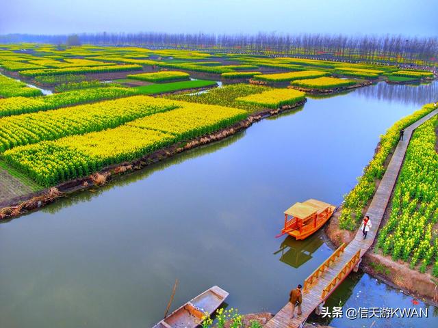 黄花图片高清:本年兴化黄花时节快到了，有没有不妨去观赏黄花的大概？