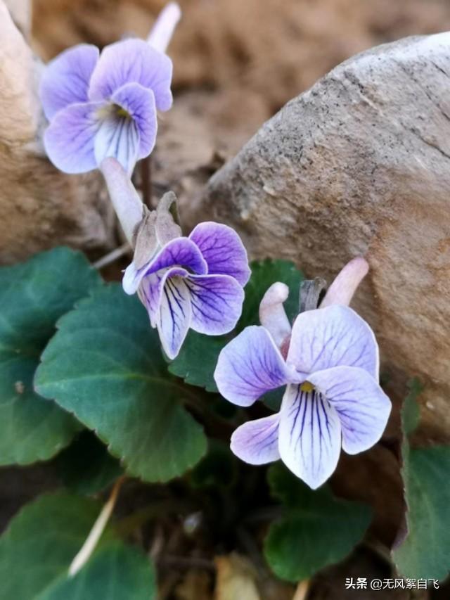 花儿图片:又到拍摄花儿的时节，怎样运用花儿的时髦来表达情绪？